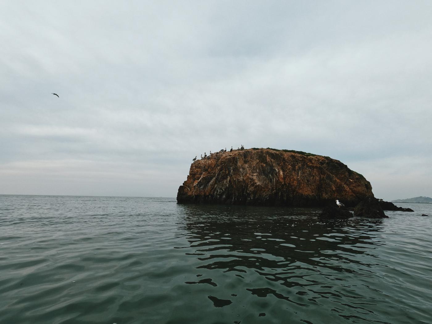 bird island